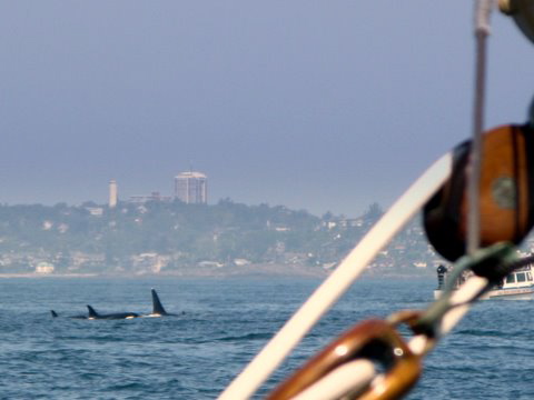 orcas near victoria